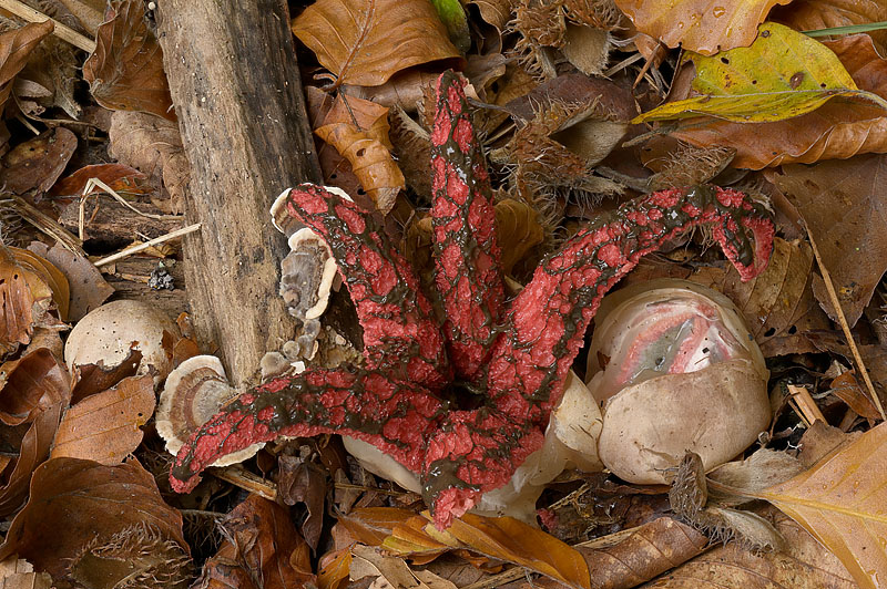 Clathrus archeri